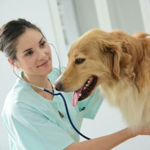 ¿Cómo puede afectar a tu mascota la enfermedad del gusano del corazón?