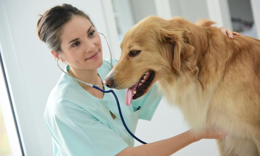 perro en el veterinario