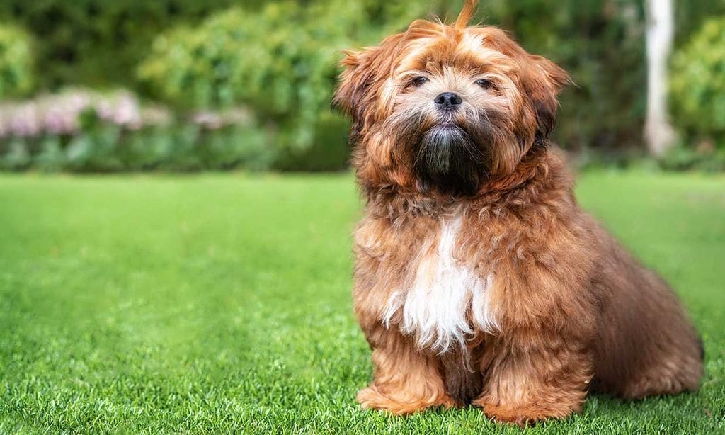 ¿Qué caracteriza a los perros más traviesos? Tenemos una mala noticia que darte…