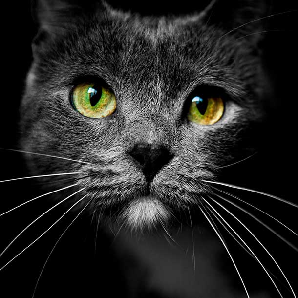 Los bigotes de tu gato son pura magia: te contamos cómo los utiliza