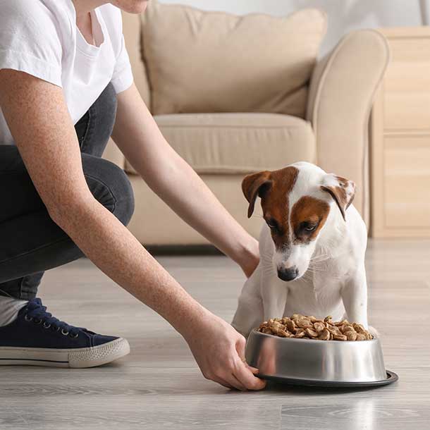 Alimentación alternativa para perros: de moda pero perjudicial