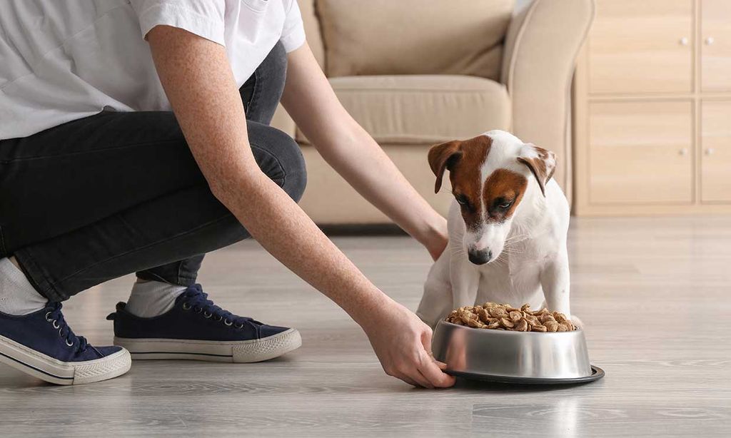 Perro comiendo pienso