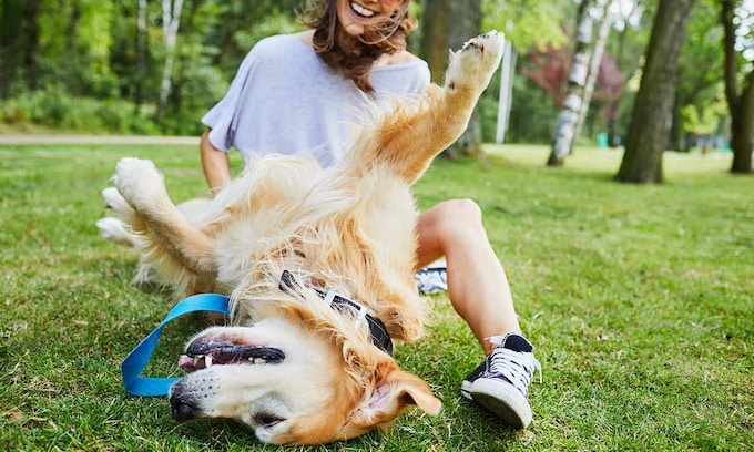 Una mujer haciendo cosquillas a un perro golden retriever
