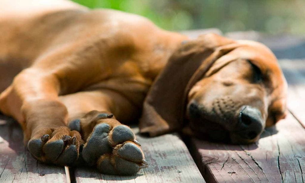 Perro durmiendo