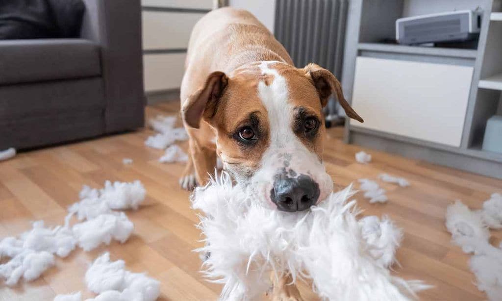 Perro mordiendo un sofá