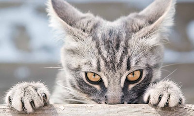 Fobia a los gatos, en qué consiste y cómo superarla