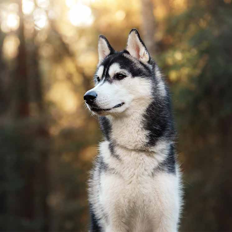 Estos son los perros que más elegancia desprenden