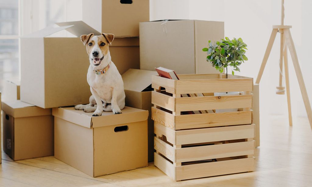 Un perro subido a unas cajas de mudanza