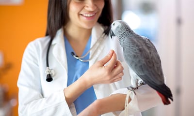 Conoce las enfermedades más comunes de los pájaros