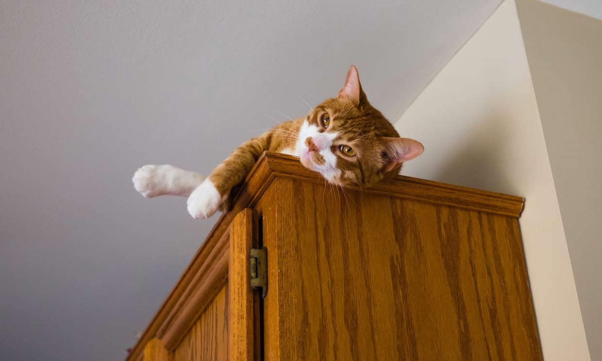 Un gato subido a un mueble