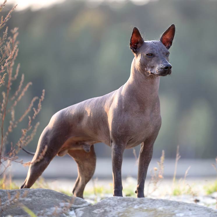 Estas son las razas de perro que más peligro tienen de extinguirse