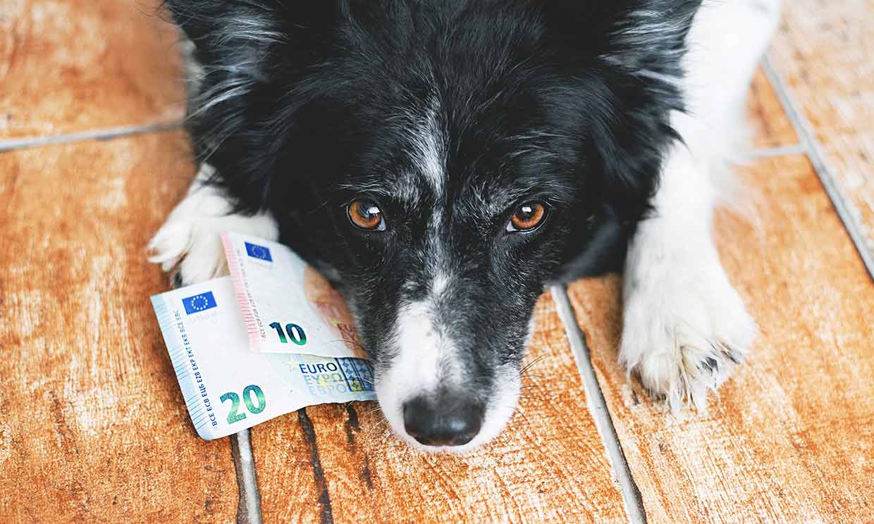 El coste de tener mascota ¿sabes cuanto te supone al año tu perro o gato?