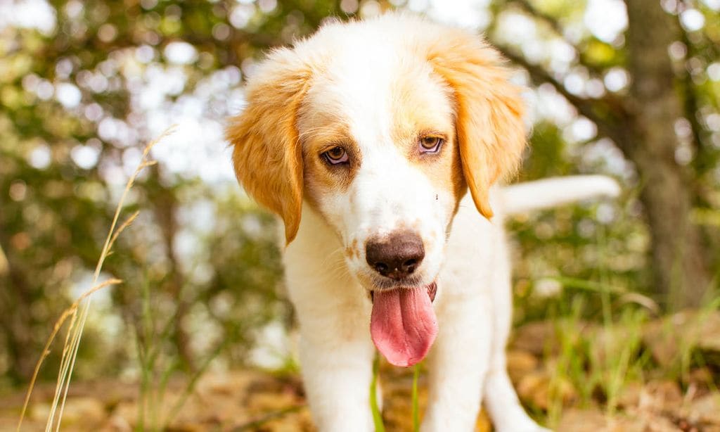 Golpe de calor en perros y gatos: cómo actuar ante el menor síntoma