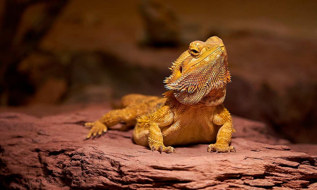 Un dragón barbudo sobre una roca, tomando el sol