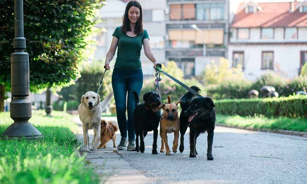 Una paseadora con varios perros