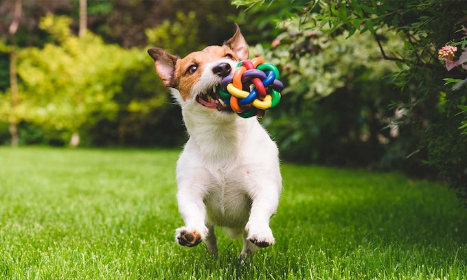 Un perro jugando con un lazo de colores