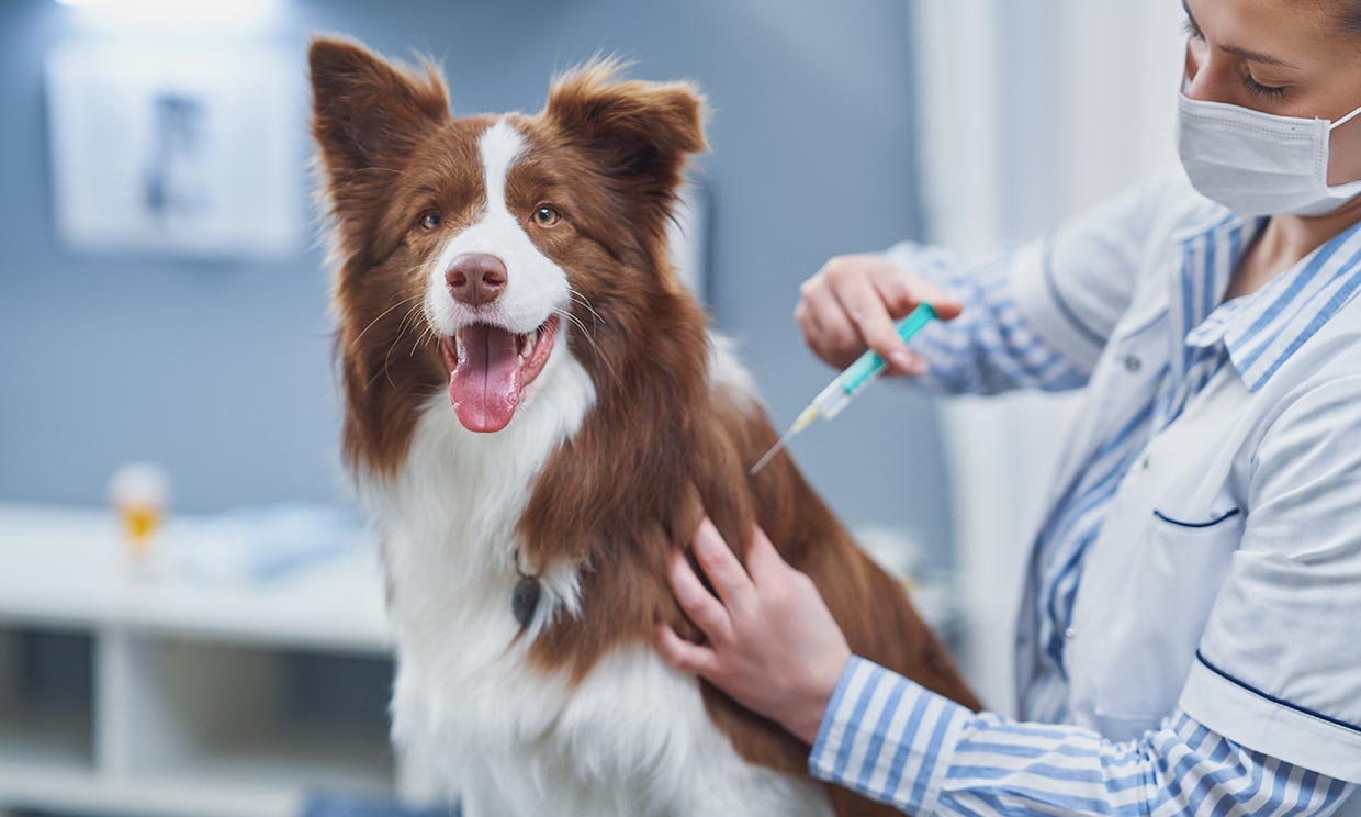 Un perro siendo vacunado de la rabia