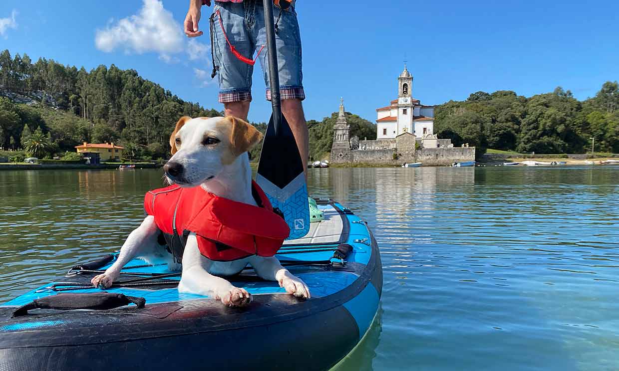 Hacer paddle surf con tu perro no es imposible, Pipper y su dueño Pablo lo saben