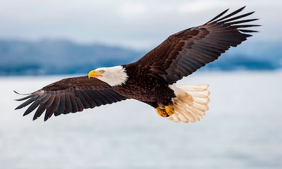 Búhos, águilas, halcones... Las curiosidades más sorprendentes sobre las aves rapaces