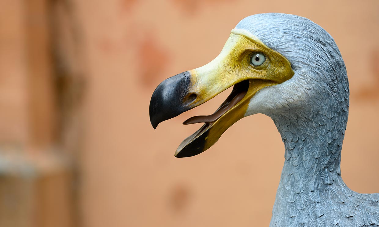 El pájaro dodo sobrevivió hasta finales del siglo XVII, cuando el ser humano llegó a las Islas Mauricio