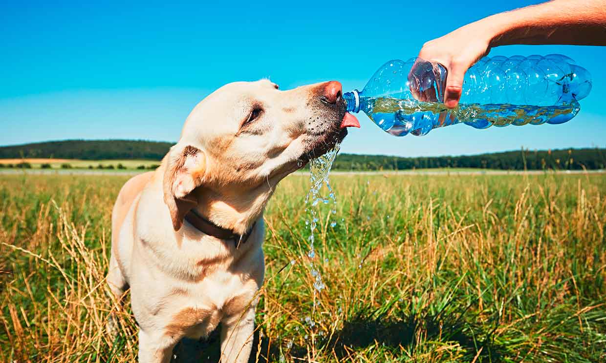Un perro bebiendo agua en ola de calor