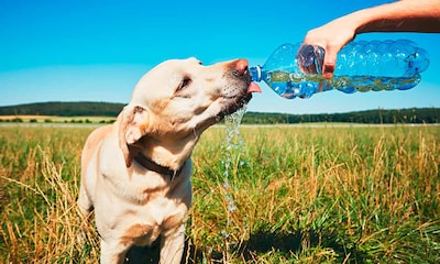 ¿Cómo refrescar a tu perro en verano?