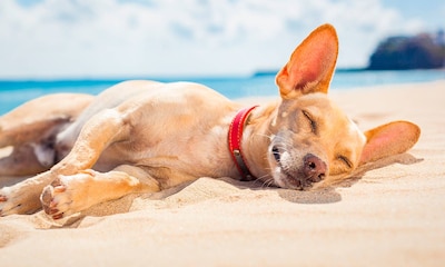 Qué tener en cuenta si vas a la playa con tu perro