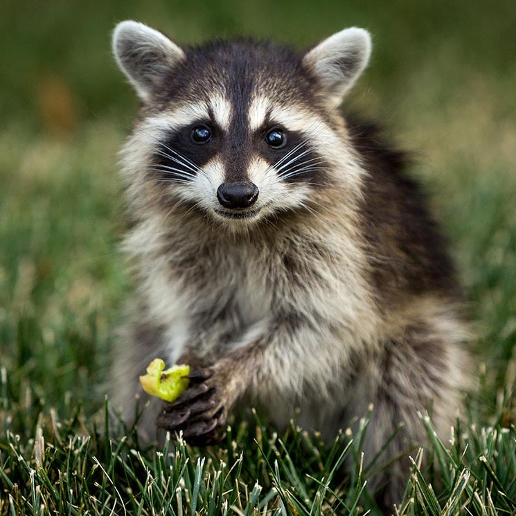 Curiosidades sobre los mapaches que te sorprenderán