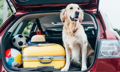 Trucos para viajar en coche con tu perro