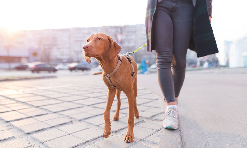 ¿Te podrían multar por no limpiar la orina de tu perro en tu destino de vacaciones?