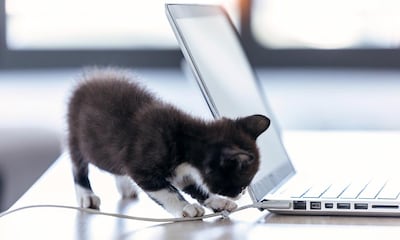 Morder cables: el hábito más peligroso de los gatos (y cómo ponerle solución)