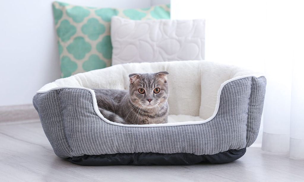 ¿Sabes cómo convencer a tu gato para que duerma en su propia cama?
