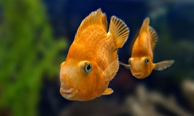 ¿Por qué los peces se persiguen? (y otras rarezas acuáticas)