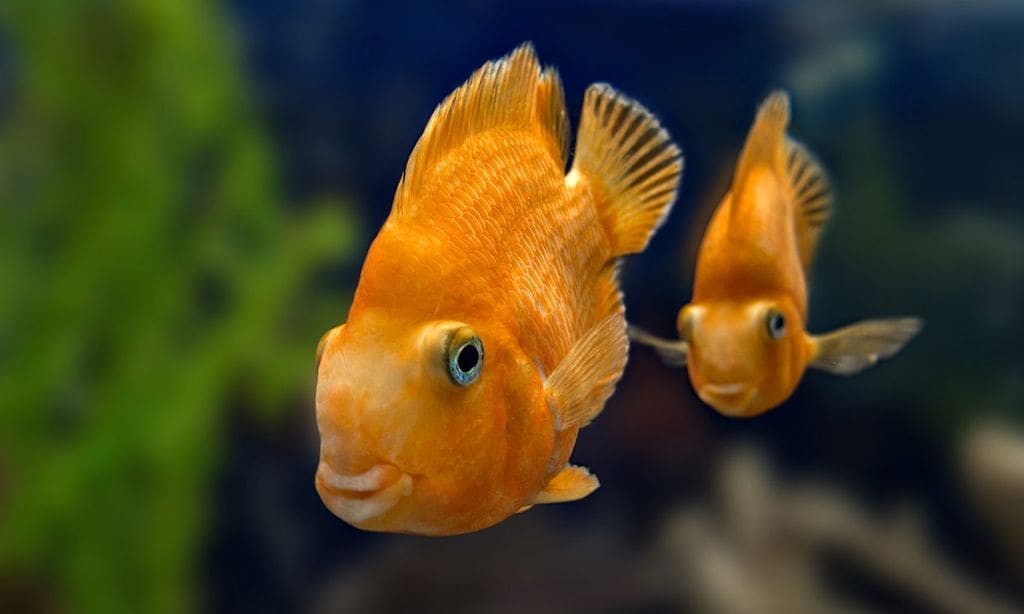 Dos peces persiguiéndose en un acuario