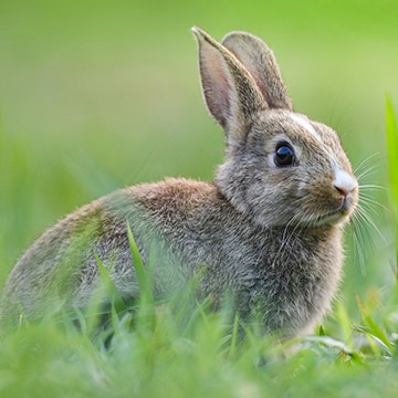 Bundesweit Attribut Duftend imagenes de conejo Glühen Mächtig Krawall