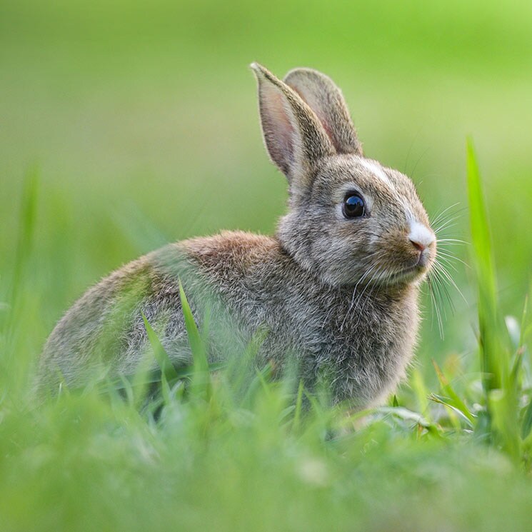 Motivos por los que los conejos son mascotas muy sorprendentes