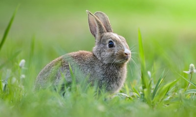 Motivos por los que los conejos son mascotas muy sorprendentes