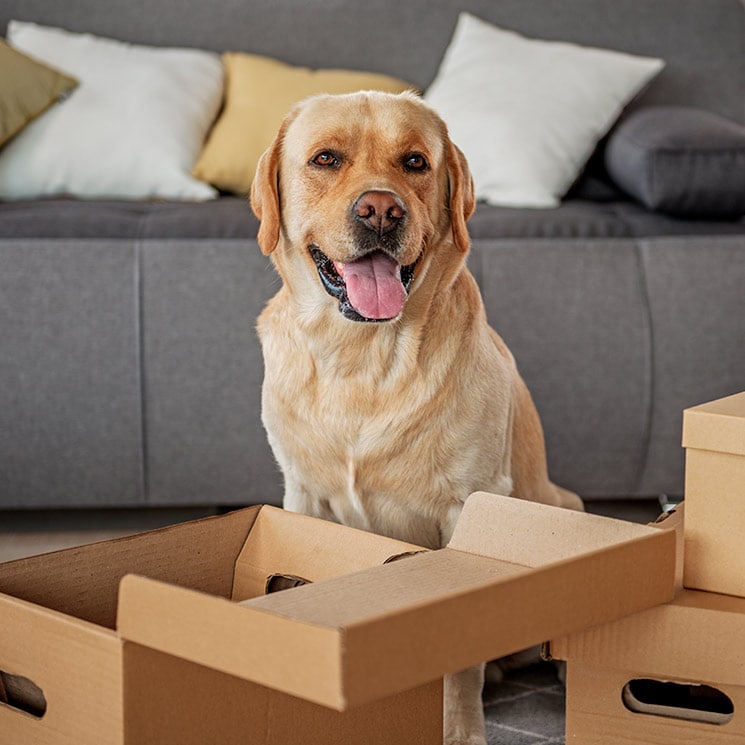 Mudanzas y mascotas: trucos para minimizar su estrés