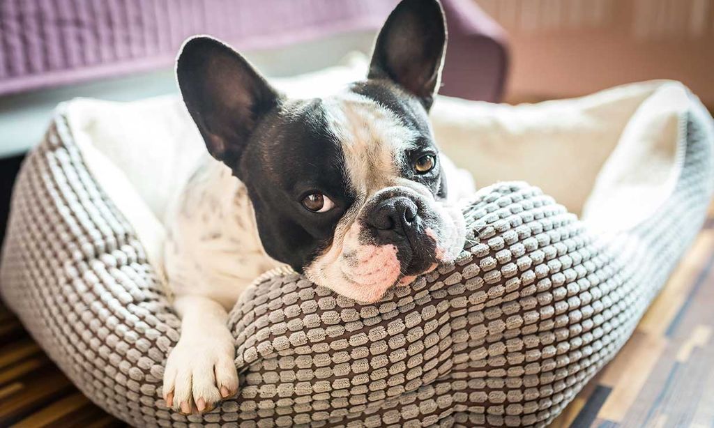 Un bulldog francés mirando desde su cama