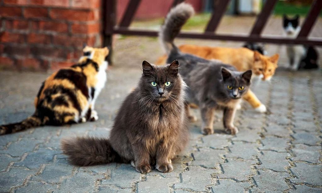 ¿Un gato callejero puede adaptarse a vivir en casa?