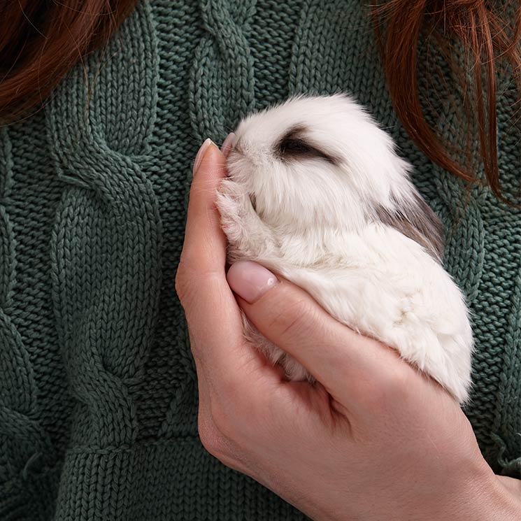 8 errores que tal vez cometes con tu conejo