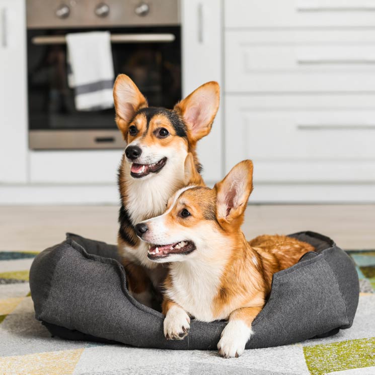 Perros corgis de Pembroke y de Cardigan, parecidos pero con diferente destino