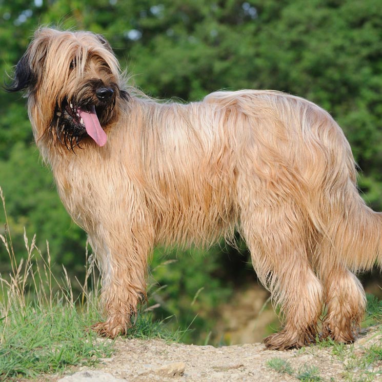 Pastor de Brie o Briard, todo sobre este grandullón de origen francés