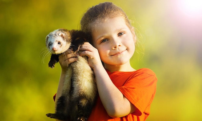 Una niña cogiendo en brazos a un hurón