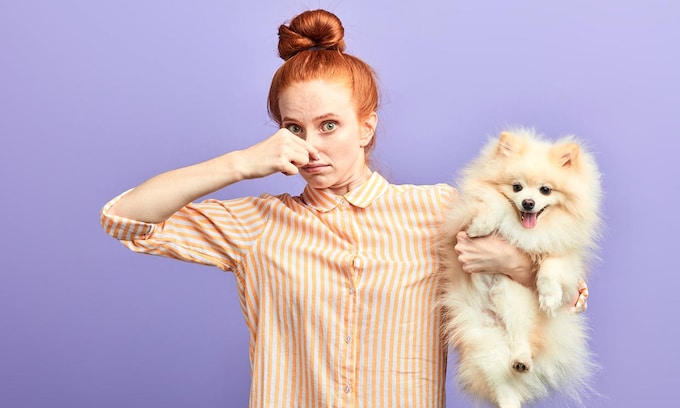 Una mujer sujetando a un perro pomerania que denota mal olor