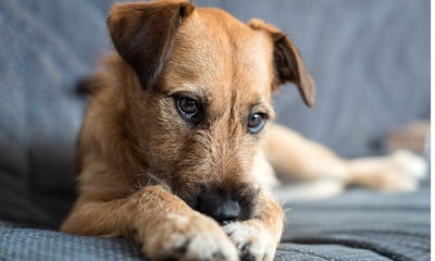 ¿Sabías que tu perro también podría sufrir un ictus?