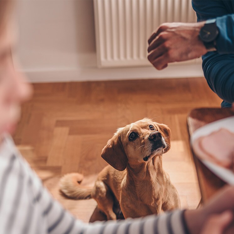 Los 9 errores fatales que cometemos con nuestros perros