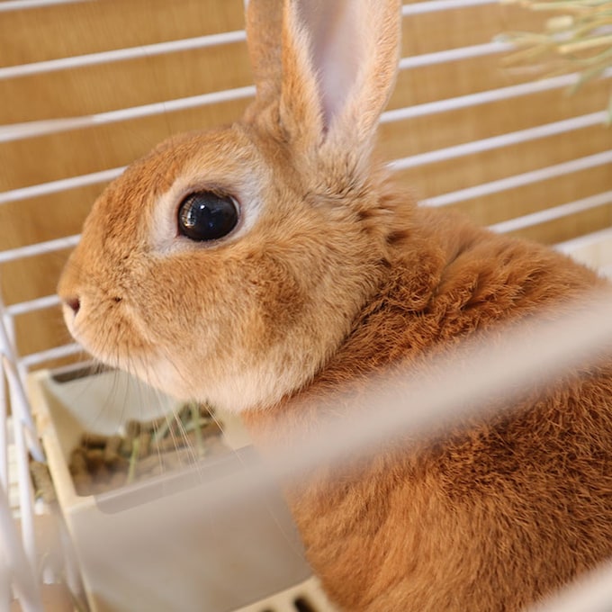 Cómo sacar a un conejo de su jaula, consejos paso a paso