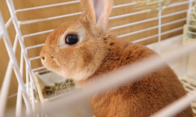 Cómo sacar a un conejo de su jaula, consejos paso a paso