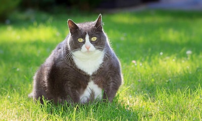 Perros y gatos con sobrepeso: síntomas y consejos prácticos